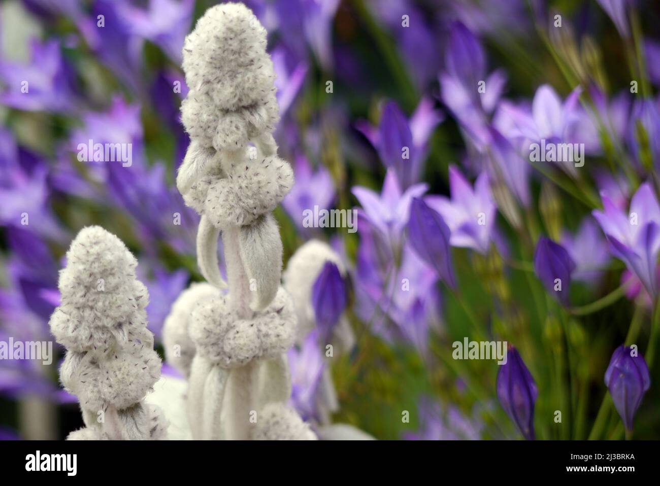 Silber/weiße Lammohren (Stachys byzantina) „Woolly Woundwort“-Blumen, die in Holker Hall & Gardens, Lake District, Cumbria, England, Großbritannien, angebaut werden. Stockfoto