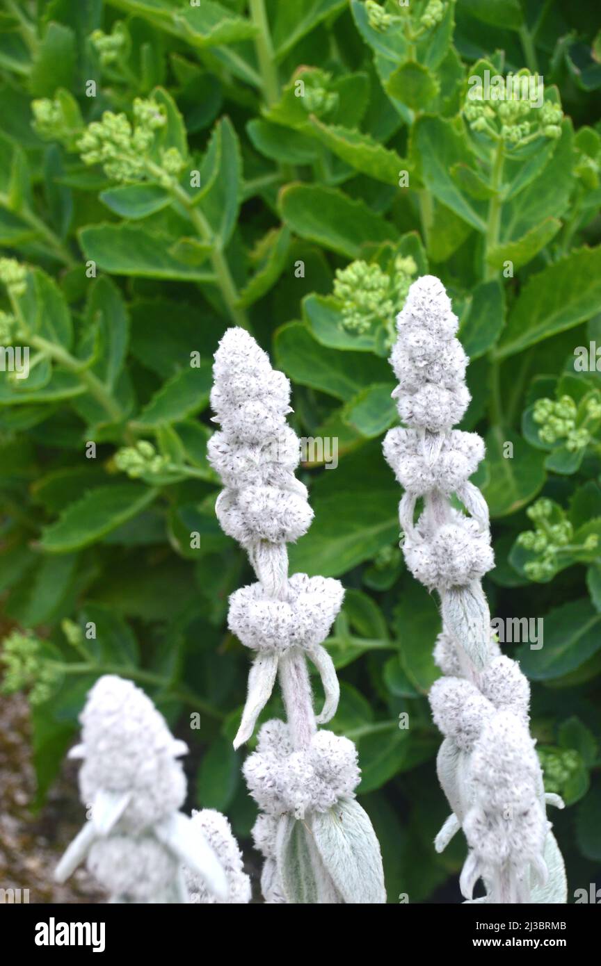 Silber/weiße Lammohren (Stachys byzantina) „Woolly Woundwort“-Blumen, die in Holker Hall & Gardens, Lake District, Cumbria, England, Großbritannien, angebaut werden. Stockfoto