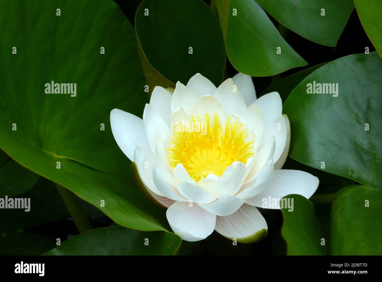 Eine weiße Wasserlilly Blume in einem Teich in der Holker Hall & Gardens, Lake District, Cumbria, England, Großbritannien. Stockfoto