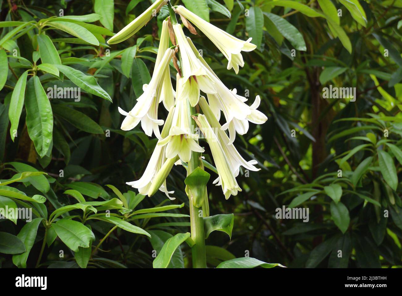 Riesige himalaya lilien Stockfotos und bilder Kaufen Alamy