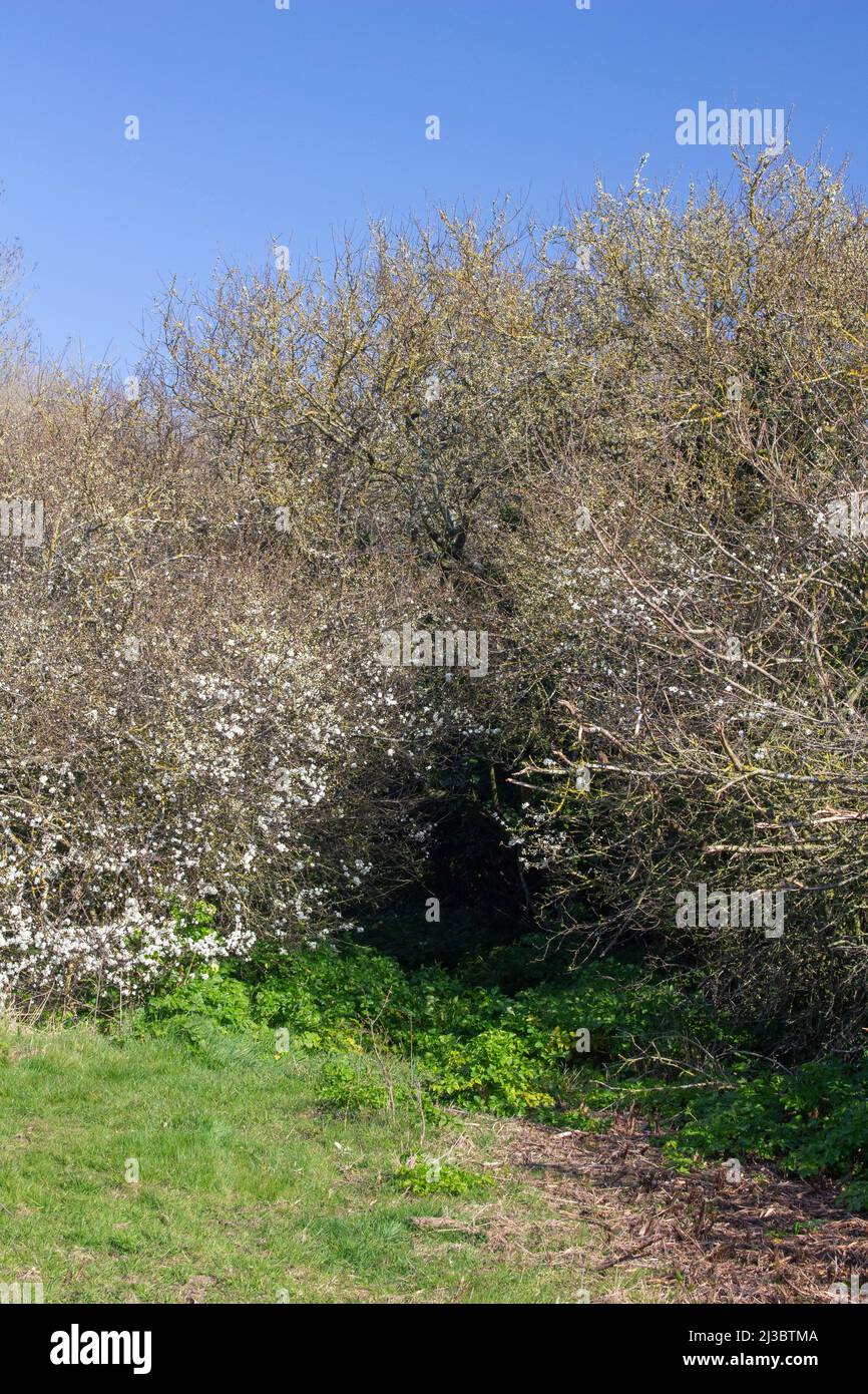 Versteckter Fußweg in Leiston, Suffolk, England, Großbritannien Stockfoto