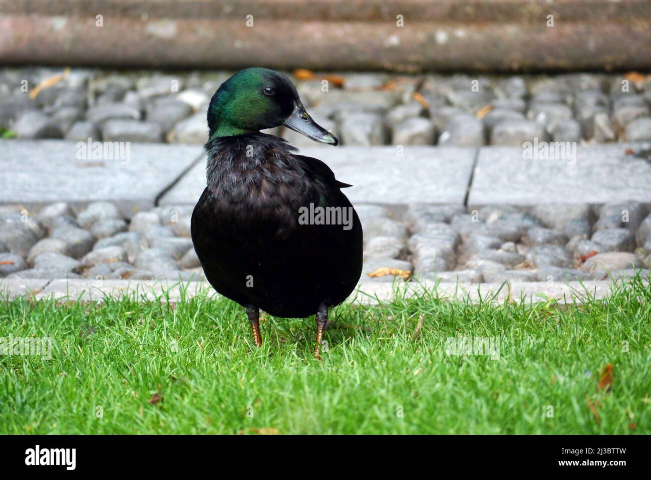 Single East Indie 'Black East Indian' (Anas platyrhynchos) Ornamental Duck in der Nähe des Brunnens in Holker Hall & Gardens, Lake District, Cumbria, England Stockfoto