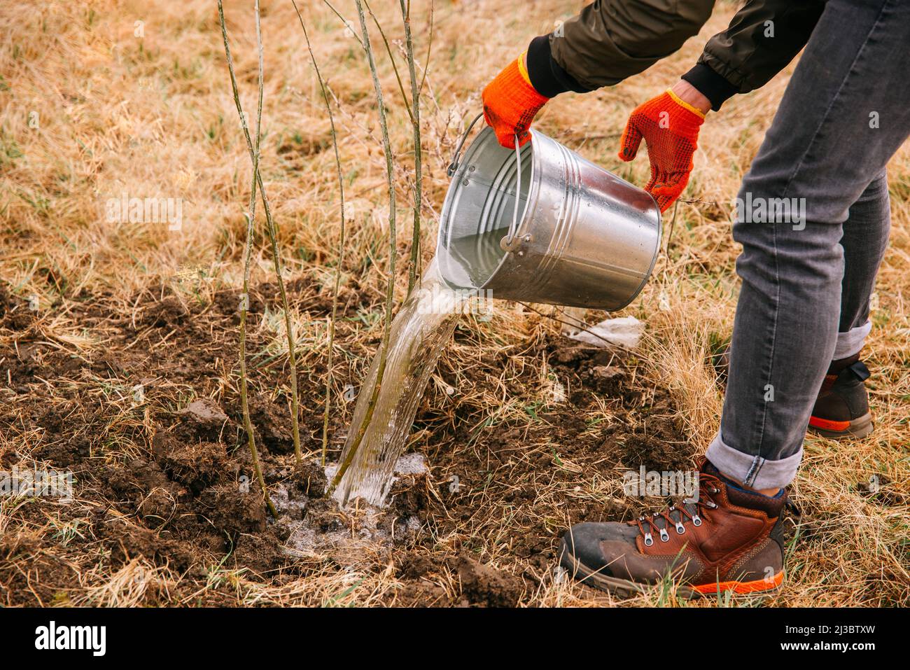 Anonymer Mann gießt Wasser aus einem Metalleimer auf einen frisch gepflanzten Baum. An einem Frühlingstag im Freien. Stockfoto