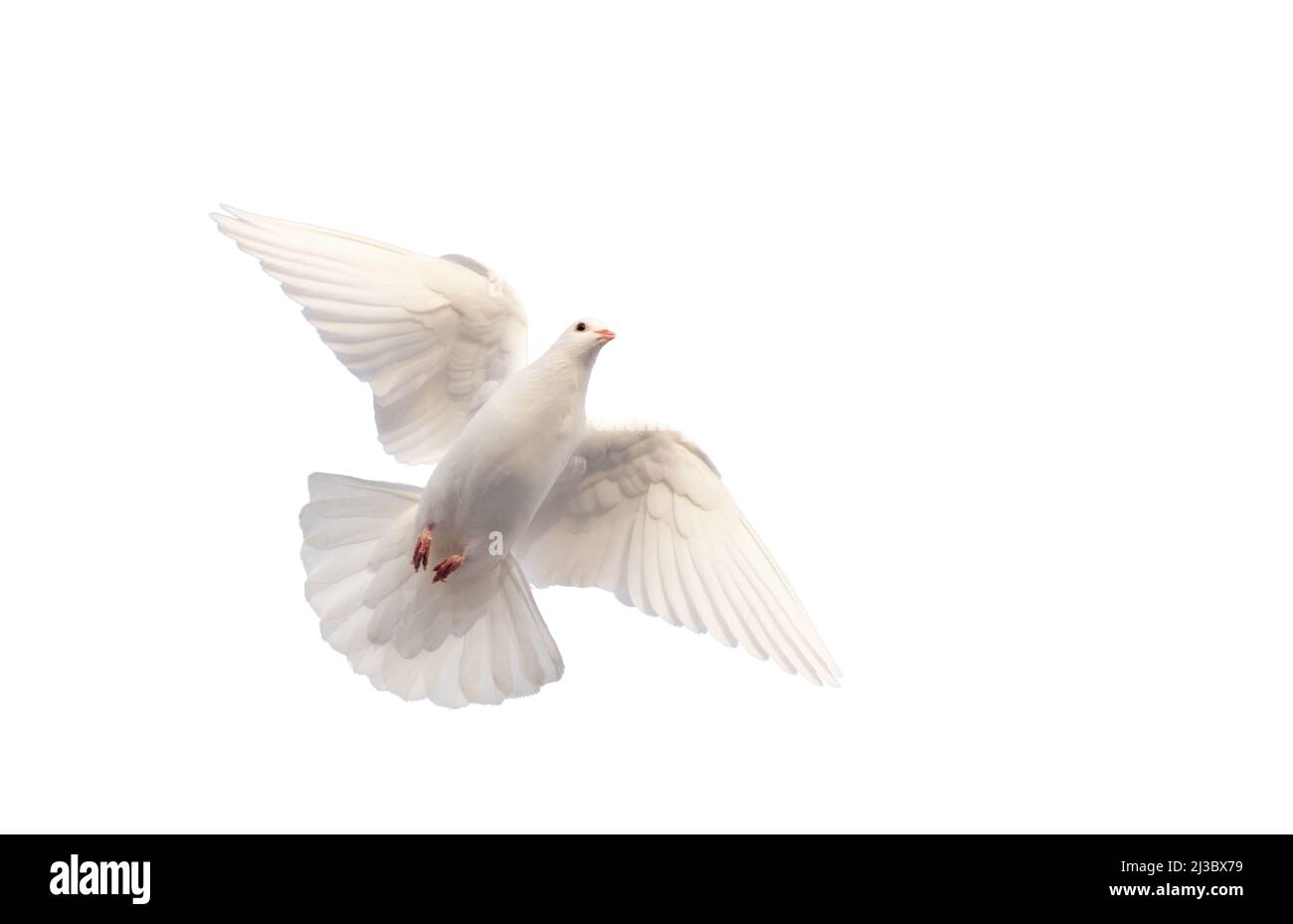Weiße Taube, die auf weißem Hintergrund fliegt Stockfoto