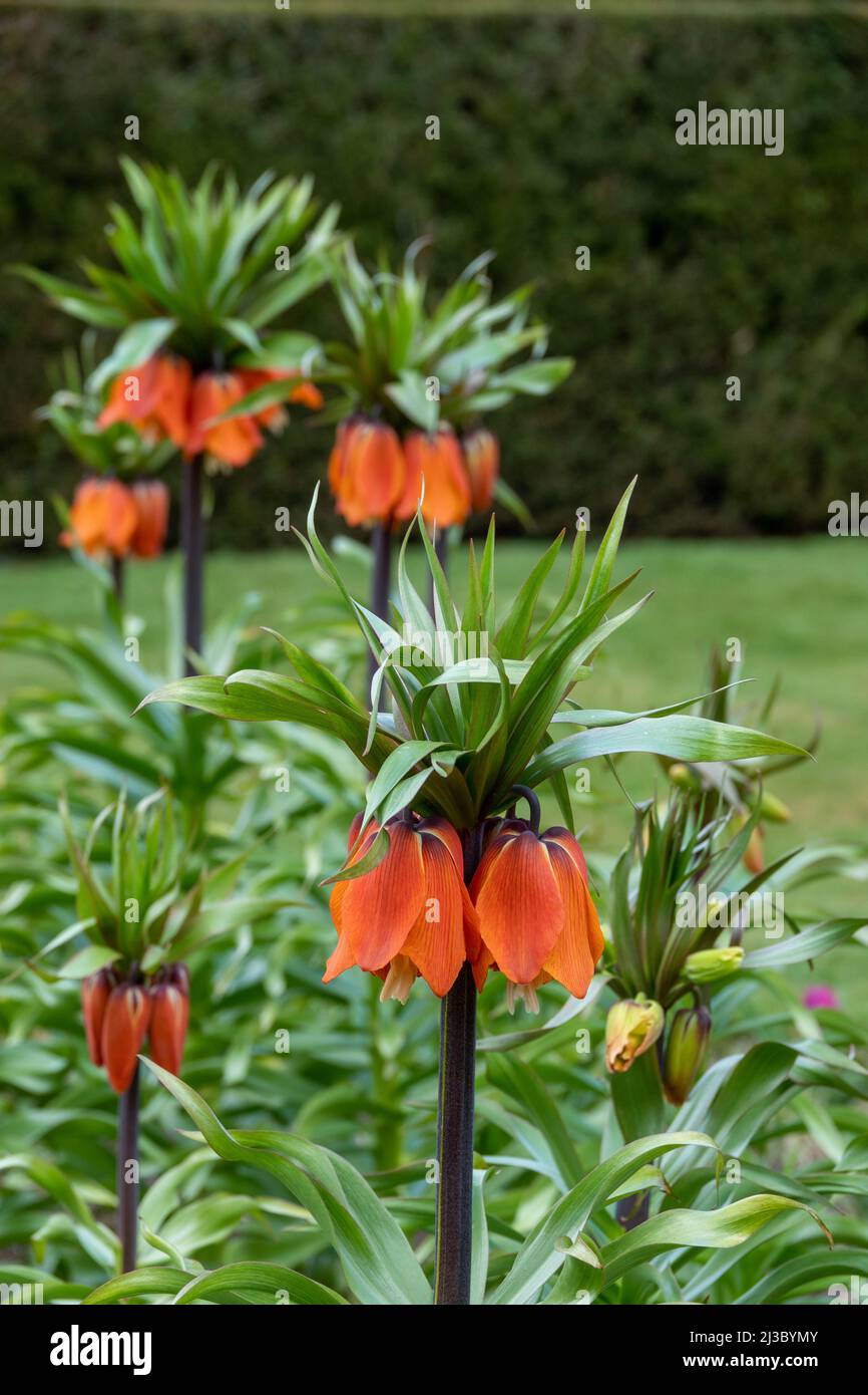 Orangefarbene Blüten der Fritillaria Imperialis, auch bekannt als kaiserlicher Fritillary und Krone Imperial, wachsen für seine großen und spektakulären Glockenhaufen Stockfoto