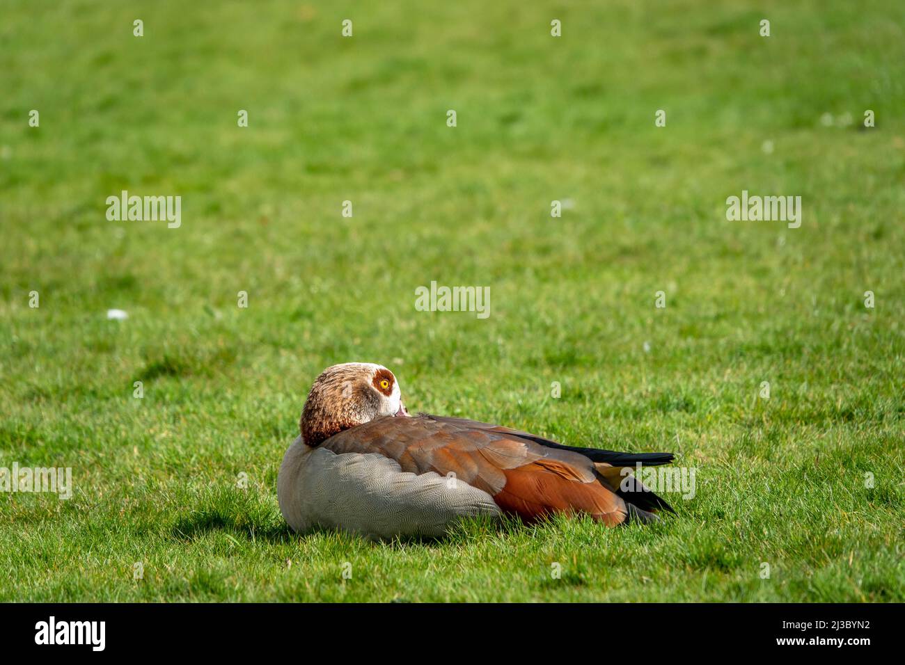 Hübsche ägyptische Gans ruht im Gras in der Frühlingssonne Stockfoto