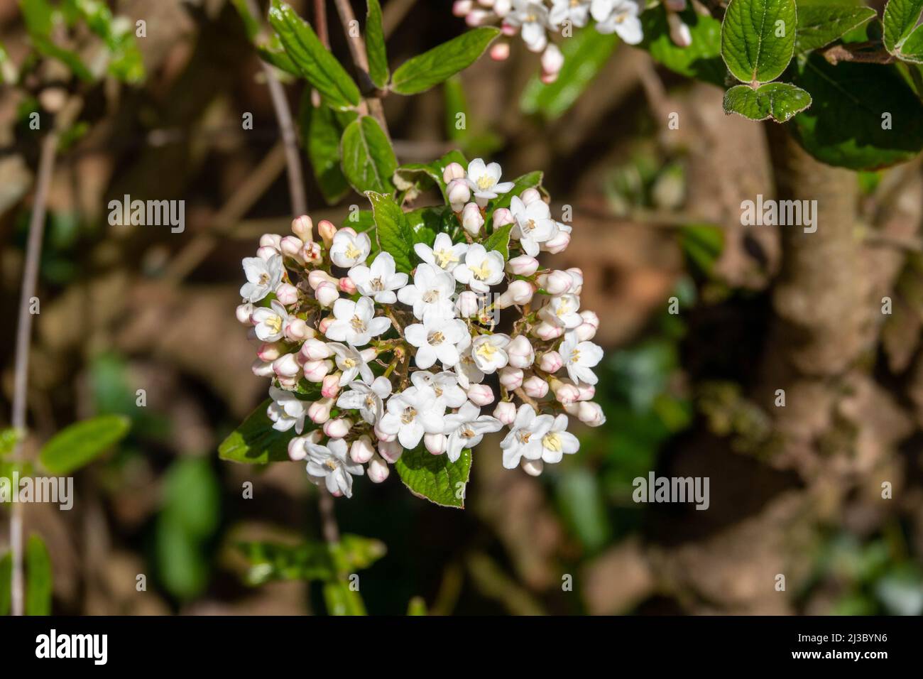 Abgerundete Cluster von weißen duftenden Blüten der viburnun carlesii Stockfoto