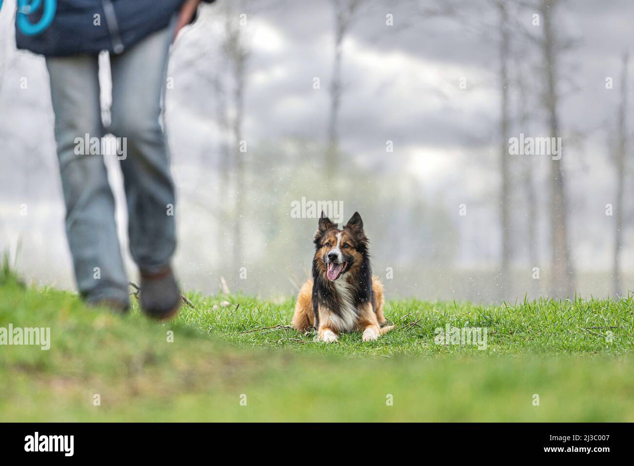 Hunde und Schlechtwettertage: Ein Border Collie Hund liegt an einem regnerischen Tag auf einer feuchten Wiese Stockfoto