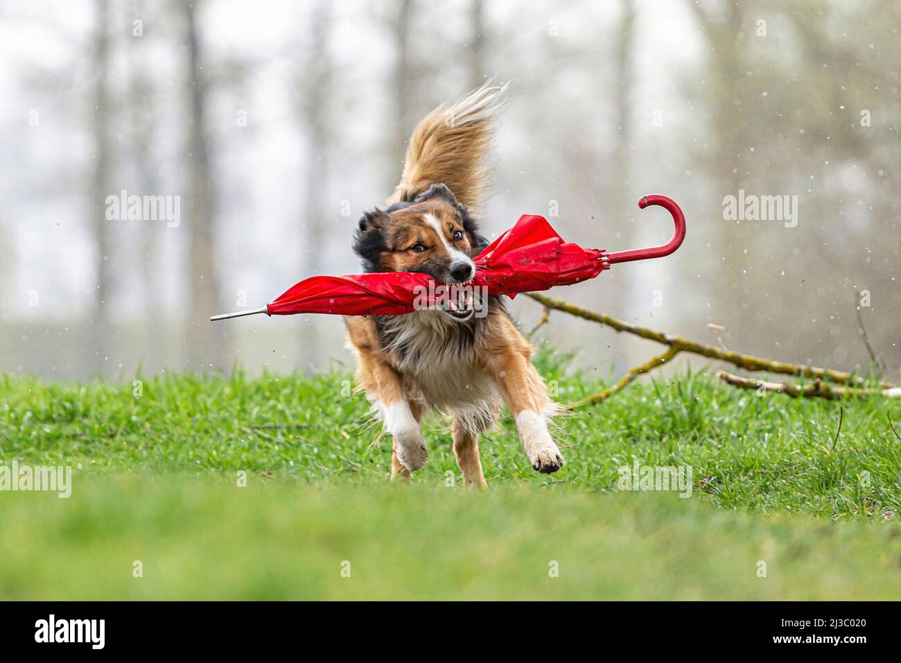 Porträt eines Border Collie Hundes an einem regnerischen Tag mit einem Regenschirm Stockfoto