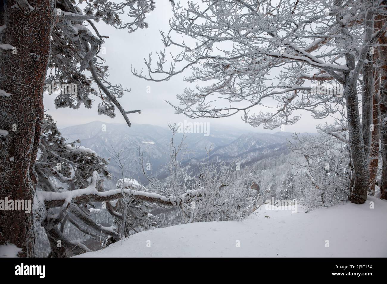 Winterlandschaft mit Blick auf die Berge in einem verschneiten Wald. Stockfoto