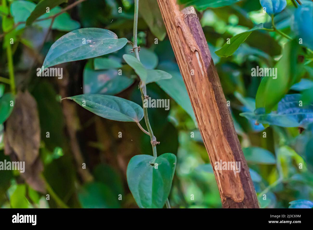 Zimtbaum-Stamm mit Rinde im tropischen Wald, Sansibar, Tansania Stockfoto
