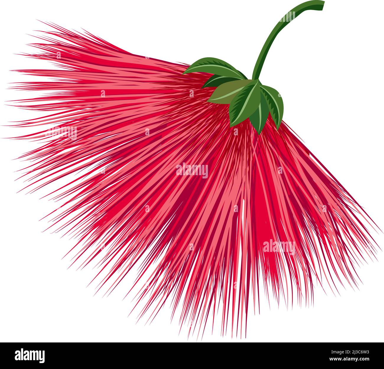 Rote Feuerwerksblume. Exotische calliandra Pflanze blüht Stock Vektor