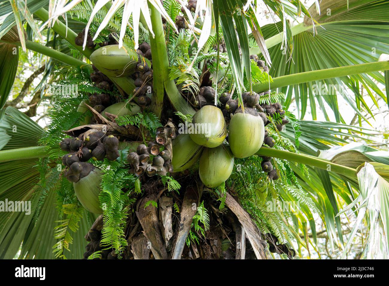 coco de mer, (Lodoicea maldivica), auch Double Coconut genannt, einheimische Palme der Seychellen Stockfoto