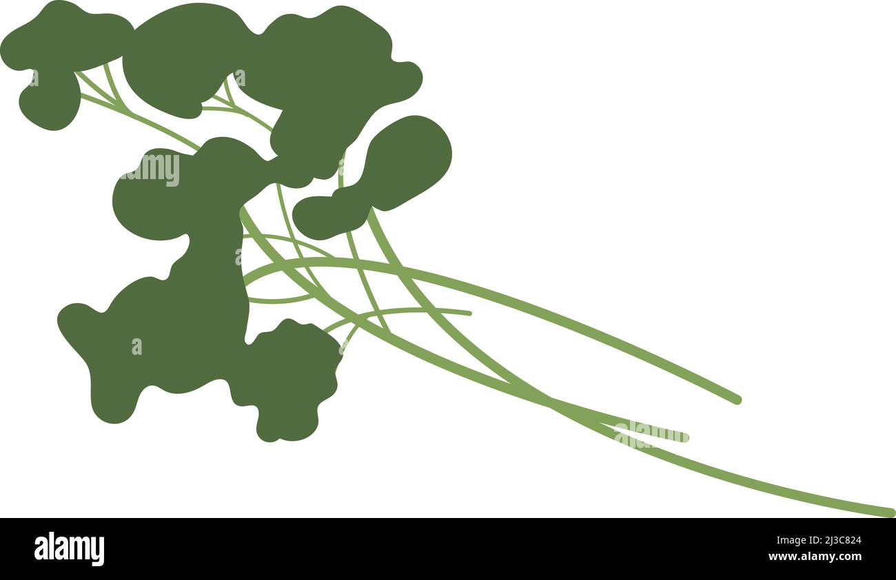 Grüne Gewürzpflanze. Petersilienzweig. Lebensmittelaromen Stock Vektor
