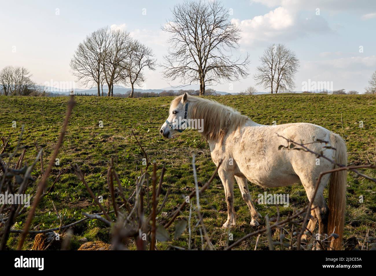 Weißes Pferd auf einem Feld im frühen Frühjahr in castlebar County Mayo republik irland Stockfoto