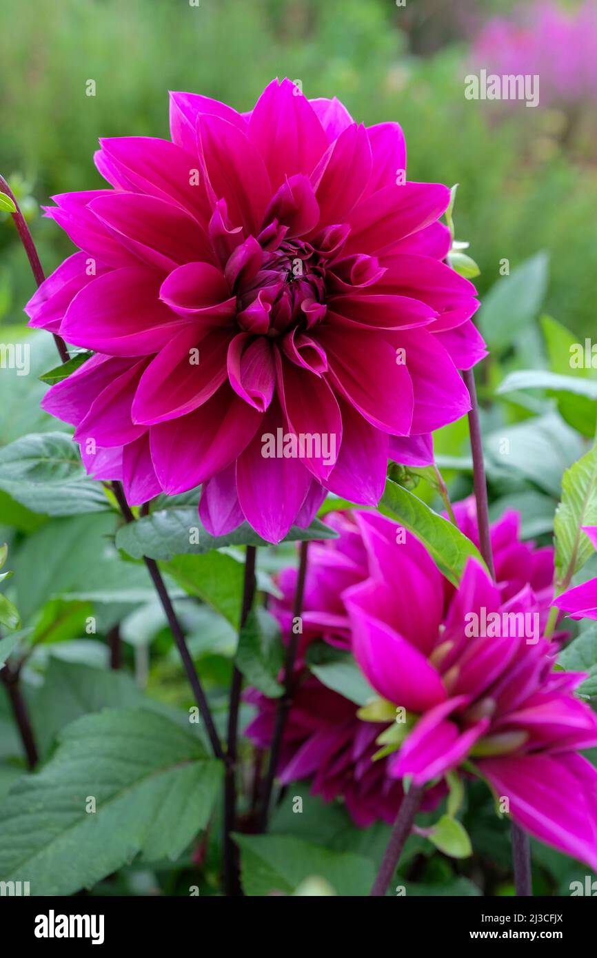 Dahlia „Thomas Edison“. Essteller Dahlia, voll doppelte Blüten mit tiefvioletten Blüten. Stockfoto