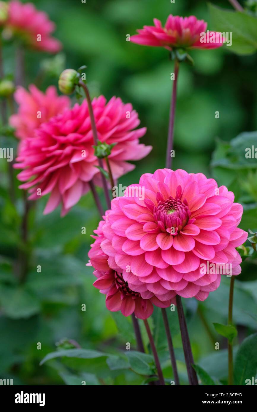 Dunkel-Lachs rosa. Dekorative Dahlia Lachs Runner, dunkelrosa Blüten Stockfoto