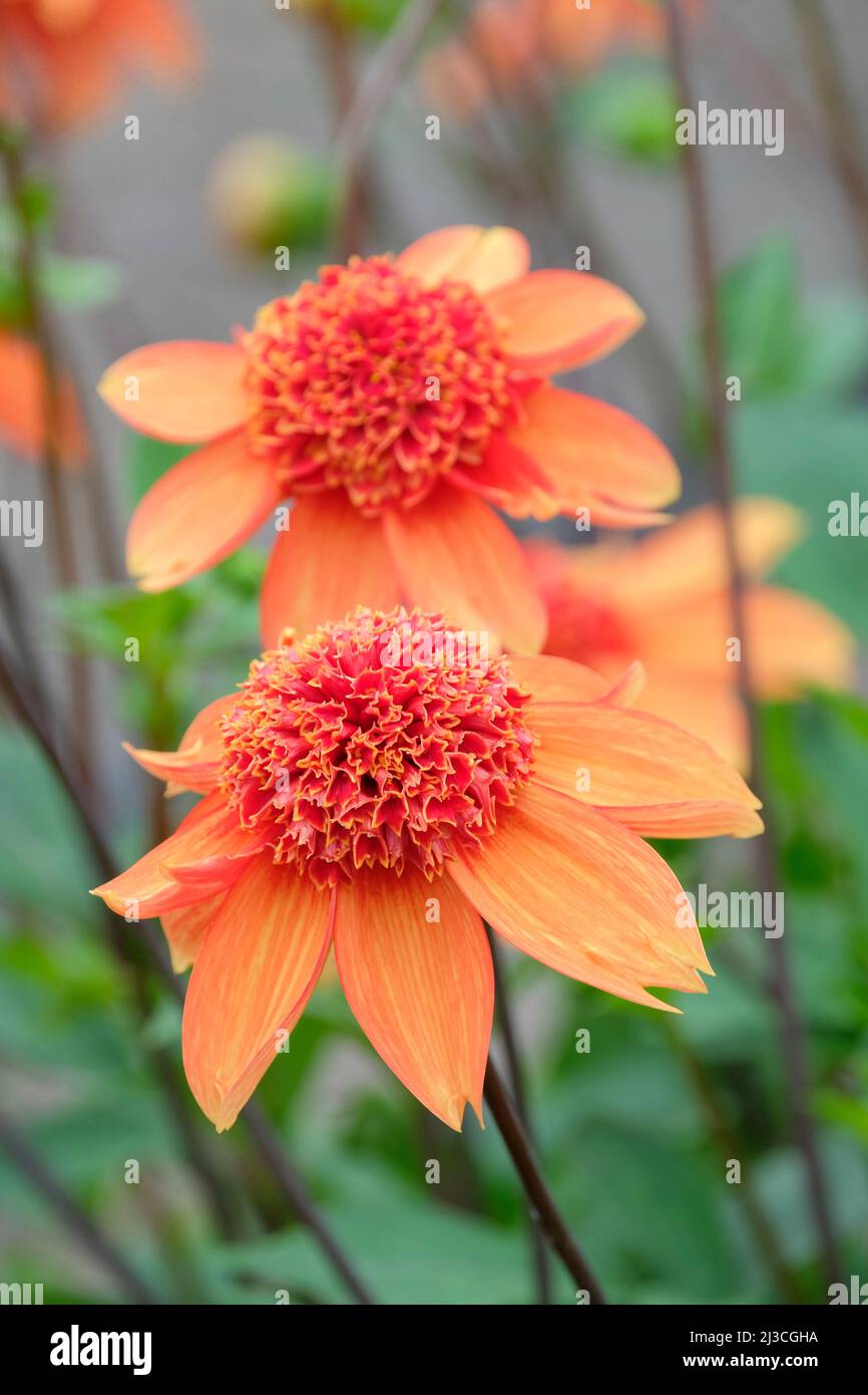 Dahlia Josie. Anemone Dahlia, tieforange Blüten. Stockfoto