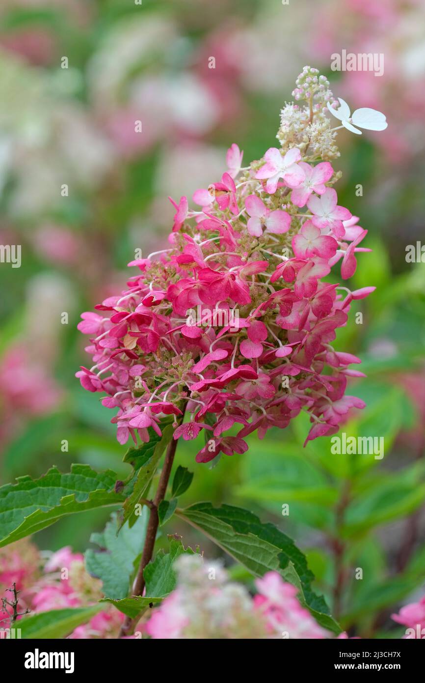 Hortensia paniculata Vanille Fraise. Panikulathortensie [Vanille Fraise] pyramidenförmige Blütenrispen sind cremig-weiß, färben sich rosa ab Stockfoto