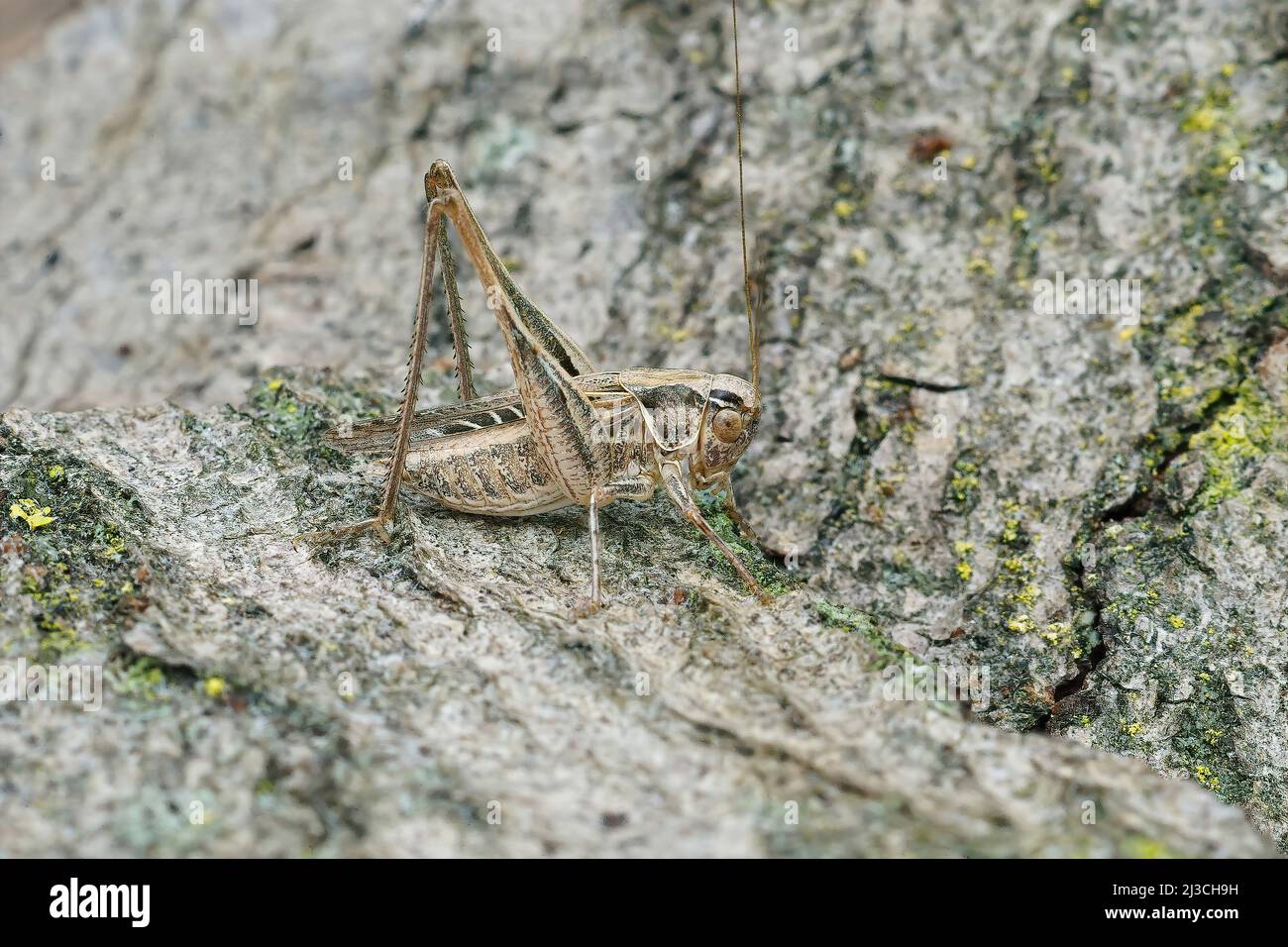 Nahaufnahme eines braun-gefleckten Busch-Cricket, Platycleis tessellata auf einem Stück Holz sitzend Stockfoto