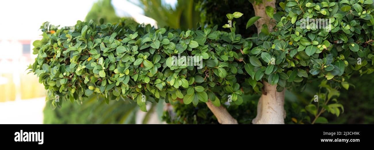 ficus benjamina Baum oder Strauch Pflanze grüne Blätter Busch sterben mit  Clipping Pfad für topiary Garten Grün Design am Sommer Natur Tag im Freien  geschnitten. Ban Stockfotografie - Alamy