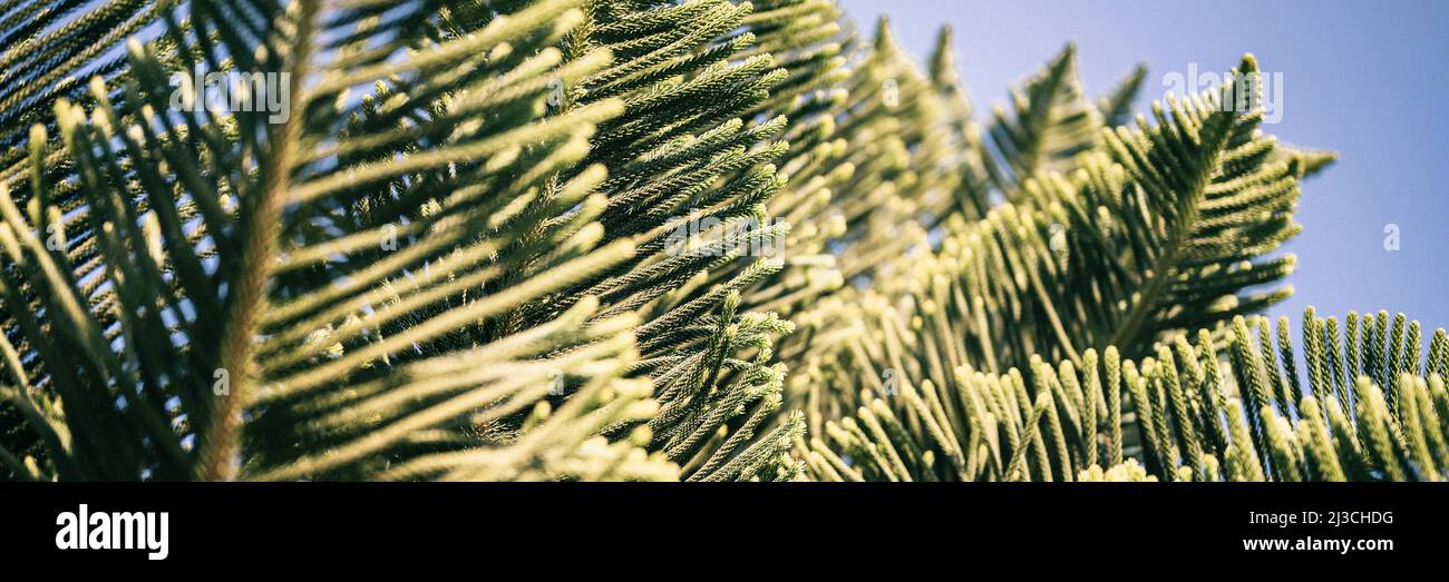 araucaria heterophylla Zweig oder Haus Kiefer oder norfolk Insel Kiefer immergrüne Nadelbaum dekorative Pflanze im Sommer sonnigen Tag im Freien auf blauem Himmel Stockfoto