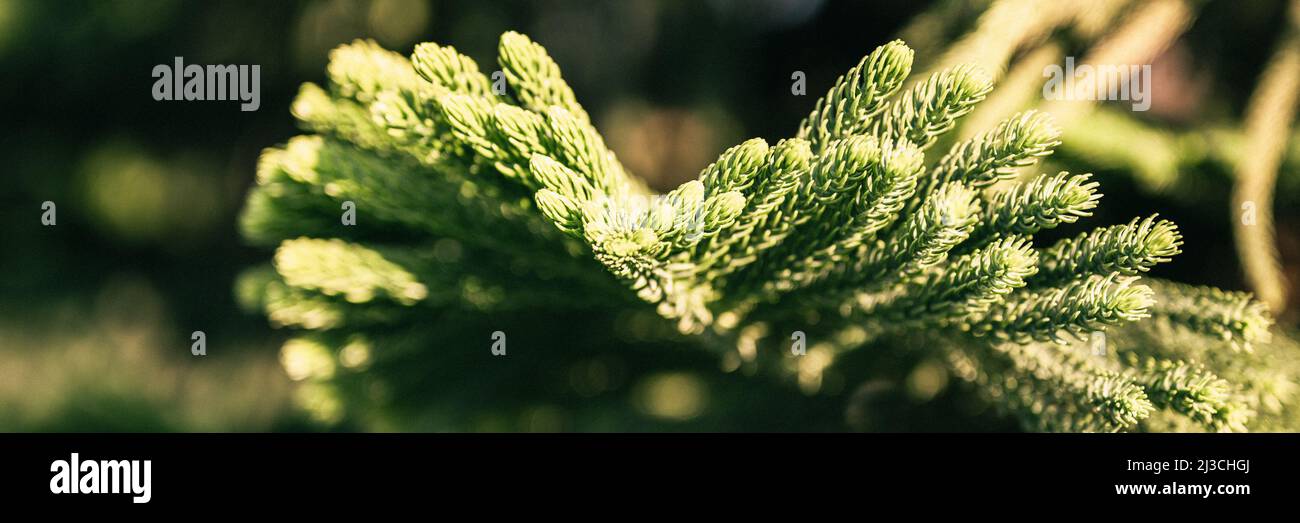 araucaria heterophylla Zweig oder Haus Kiefer oder norfolk Insel Kiefer immergrünen Baum dekorative Pflanze auf natürlichen Garten im Sommer sonnigen Tag im Freien. Dunkel Stockfoto