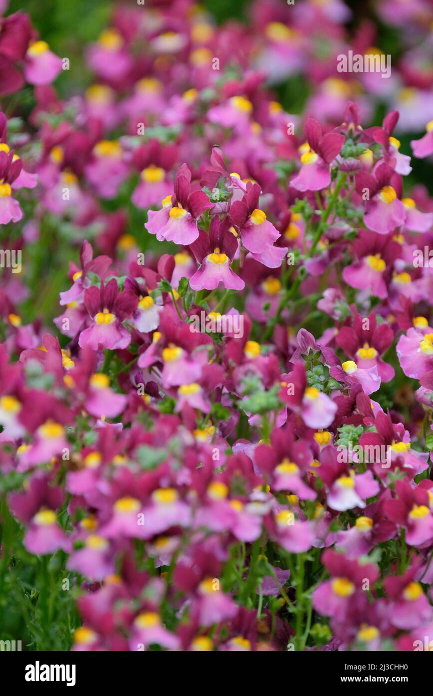 Nemesia Fairy Küsst „Boysenberry“. Burgunderblüten mit einem gelben Herzen und einem leuchtend rosa Stockfoto