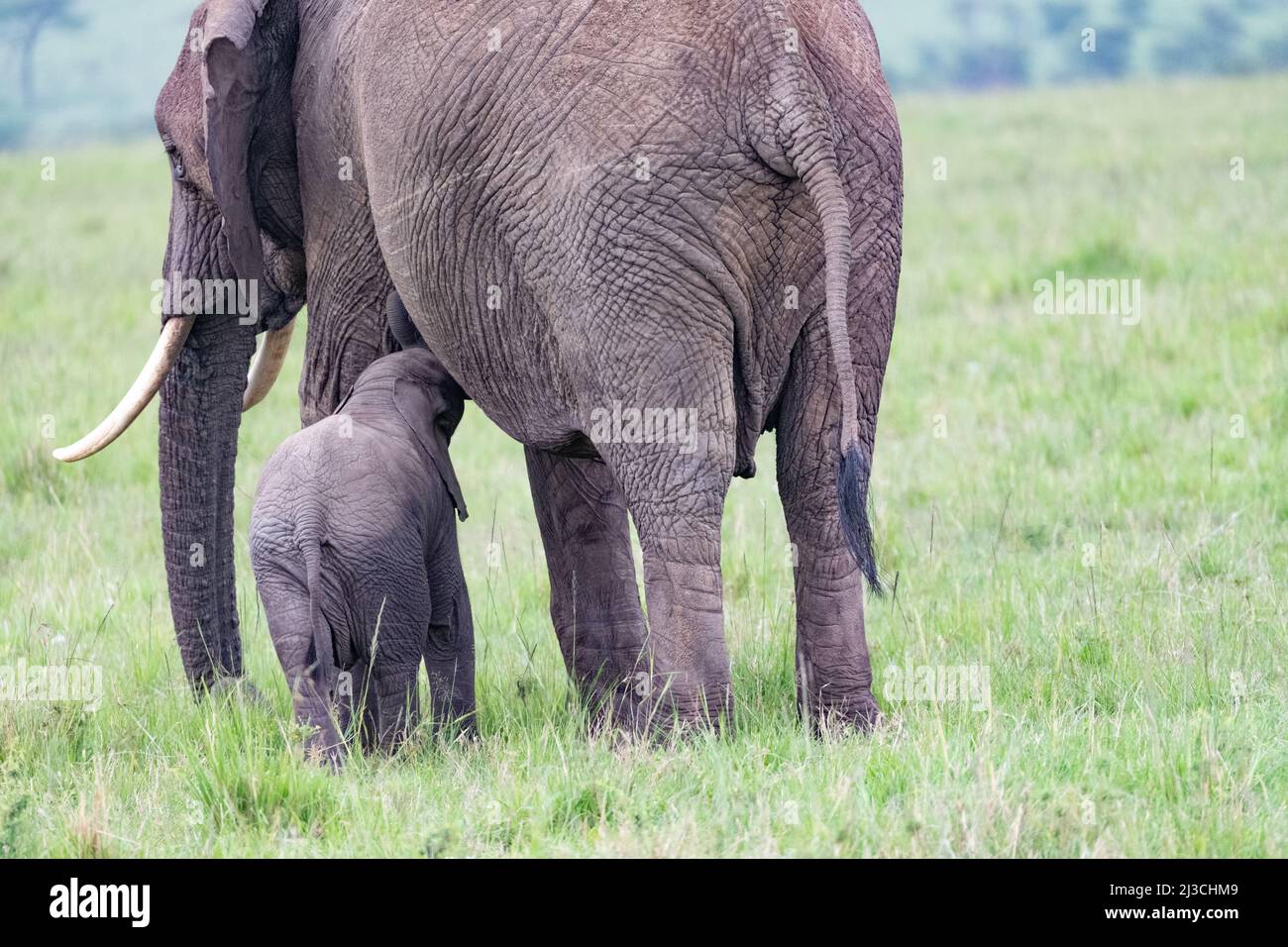 Afrikanischer Elefant, der seiner Mutter in der Savanne in Masai Mara, Kenia, aussaugt Stockfoto