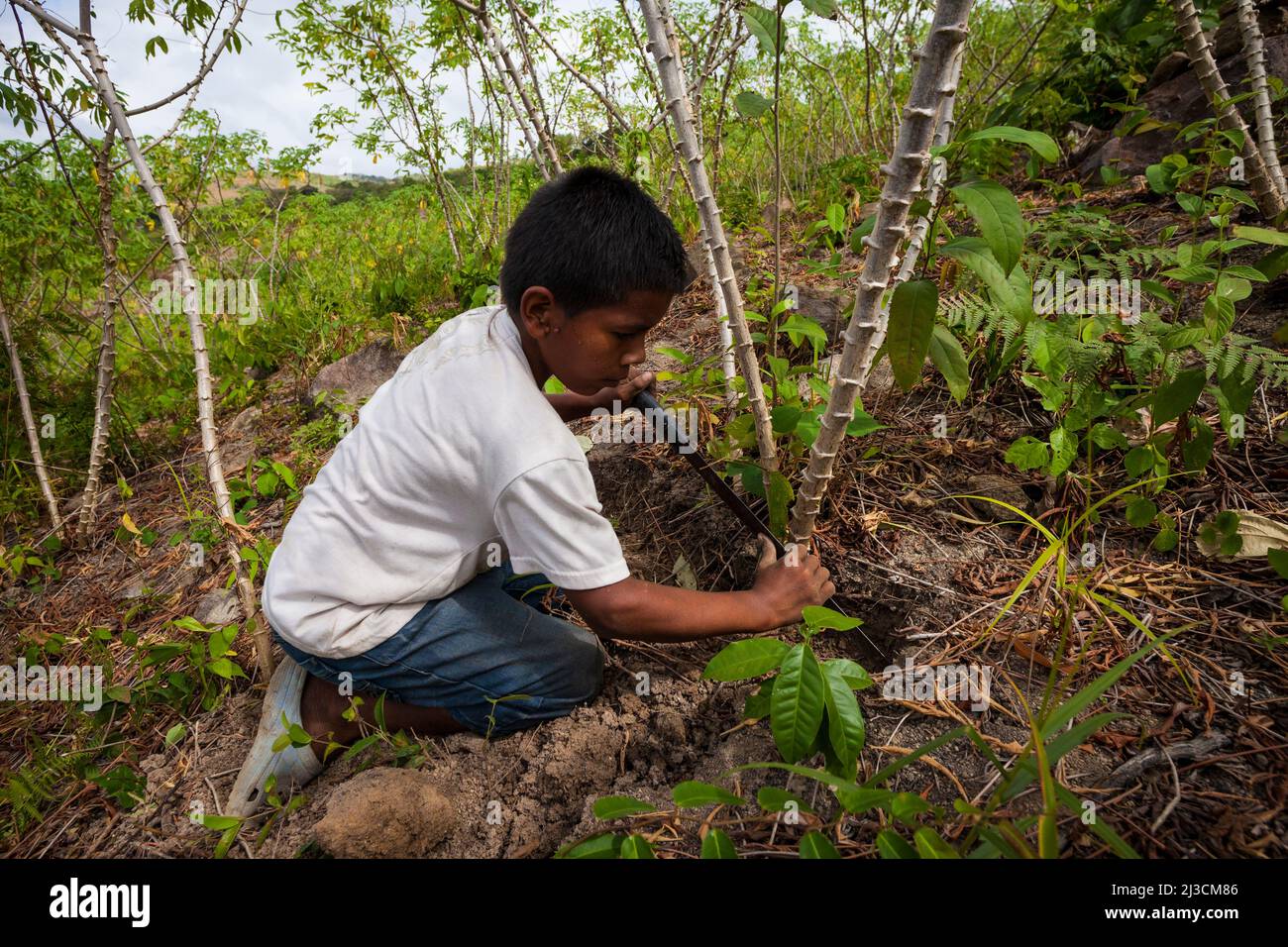 Ein kleiner Junge erntet Yuca in Las Minas de Tulu, Provinz Cocle, Republik Panama, Mittelamerika. Stockfoto