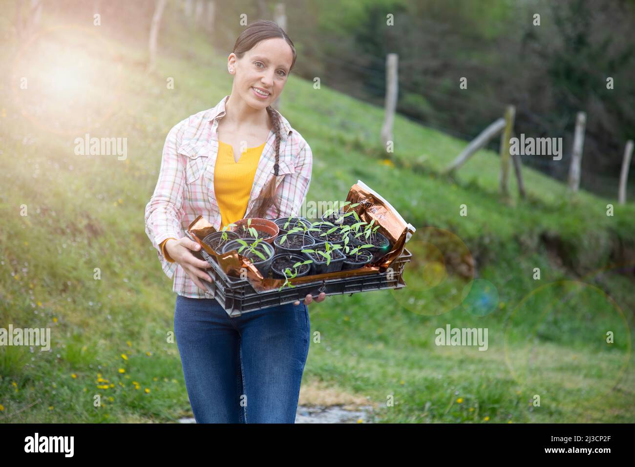 Porträt einer Frau, die eine Kiste voller Töpfe mit Tomatenpflanzen aus Samen in Vorbereitung für die Pflanzung des Gartens genommen hält. Platz für Kopie. Arbeiten Stockfoto