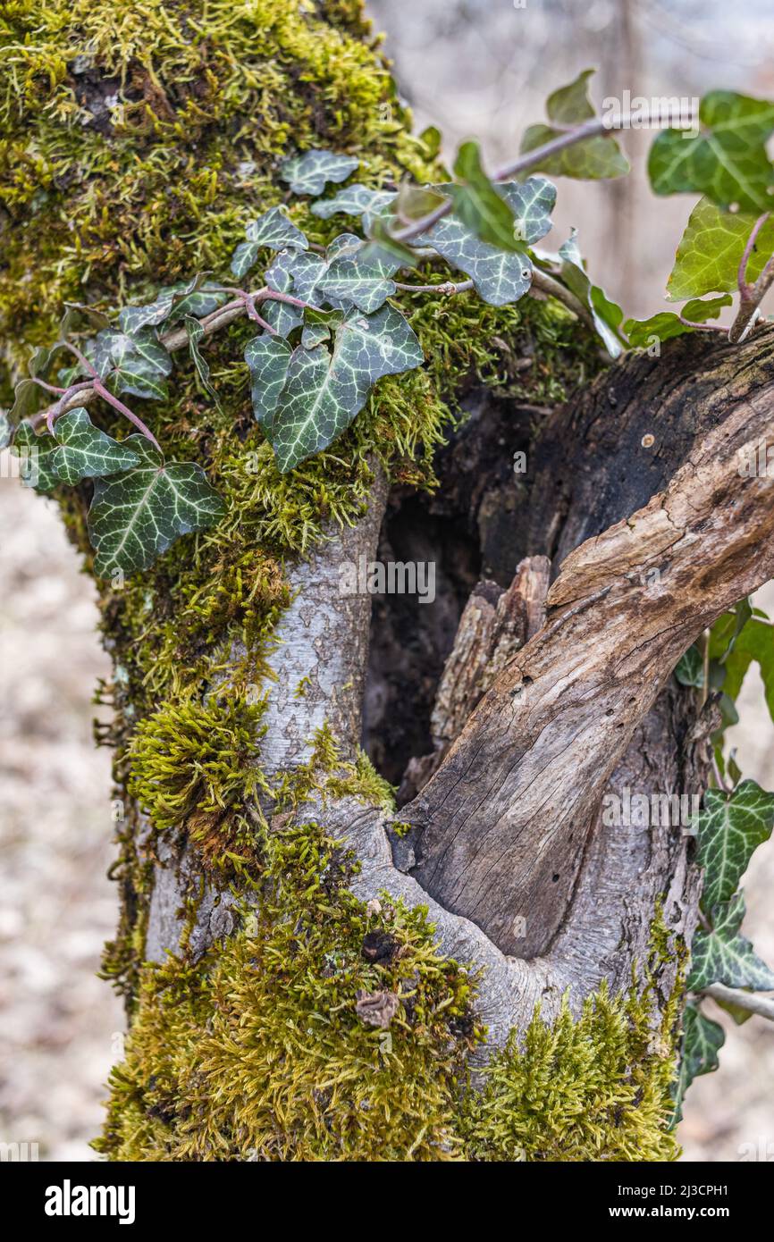 Baumhohl im alten moosbedeckten Stumpf, in einem großen Wald gelegen, nahe, Hintergrund Stockfoto