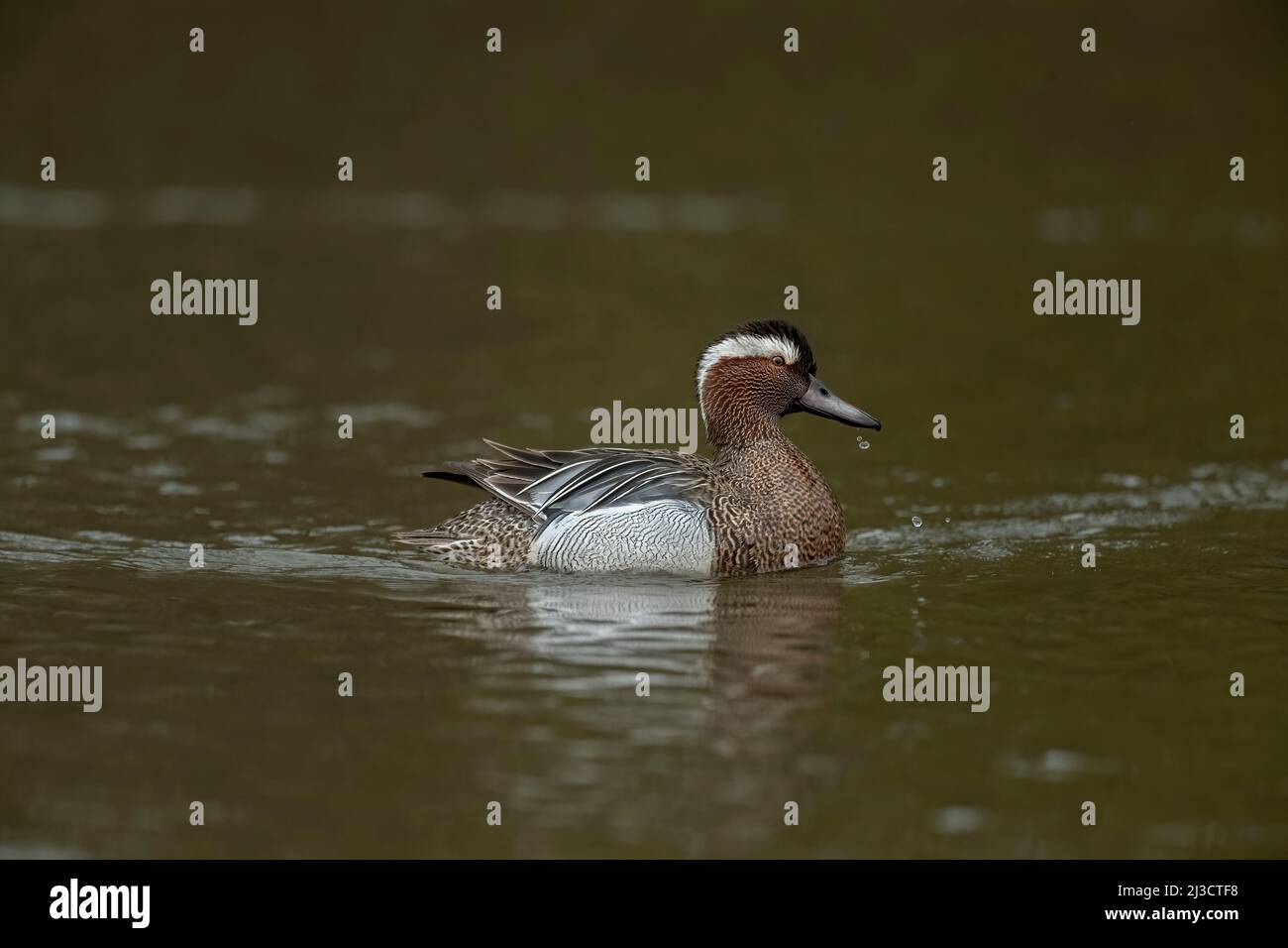 Garganey Männchen in einem Teich, Nahaufnahme Stockfoto