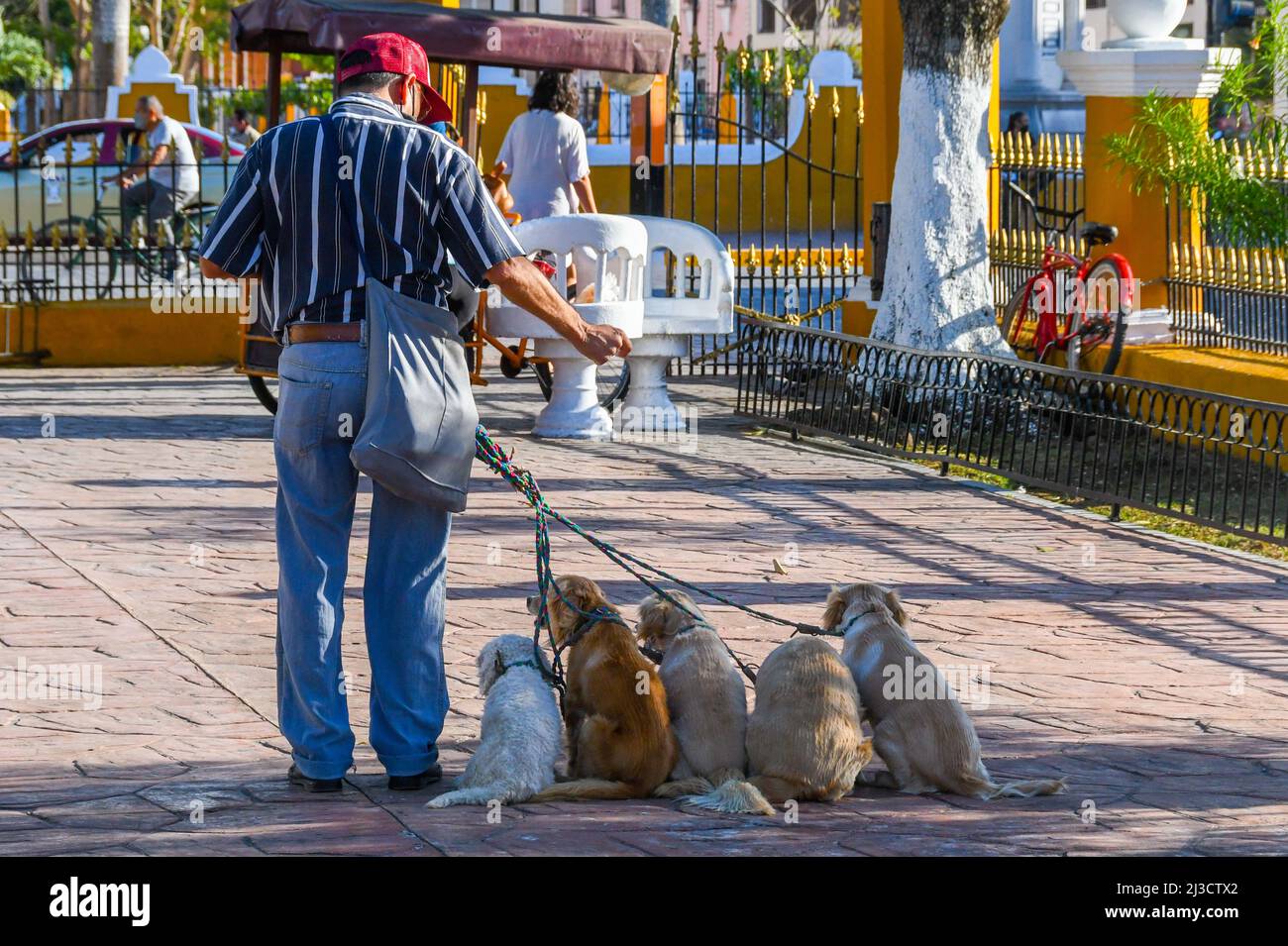 Hundespaziergänger, Valladolid, Mexiko Stockfoto