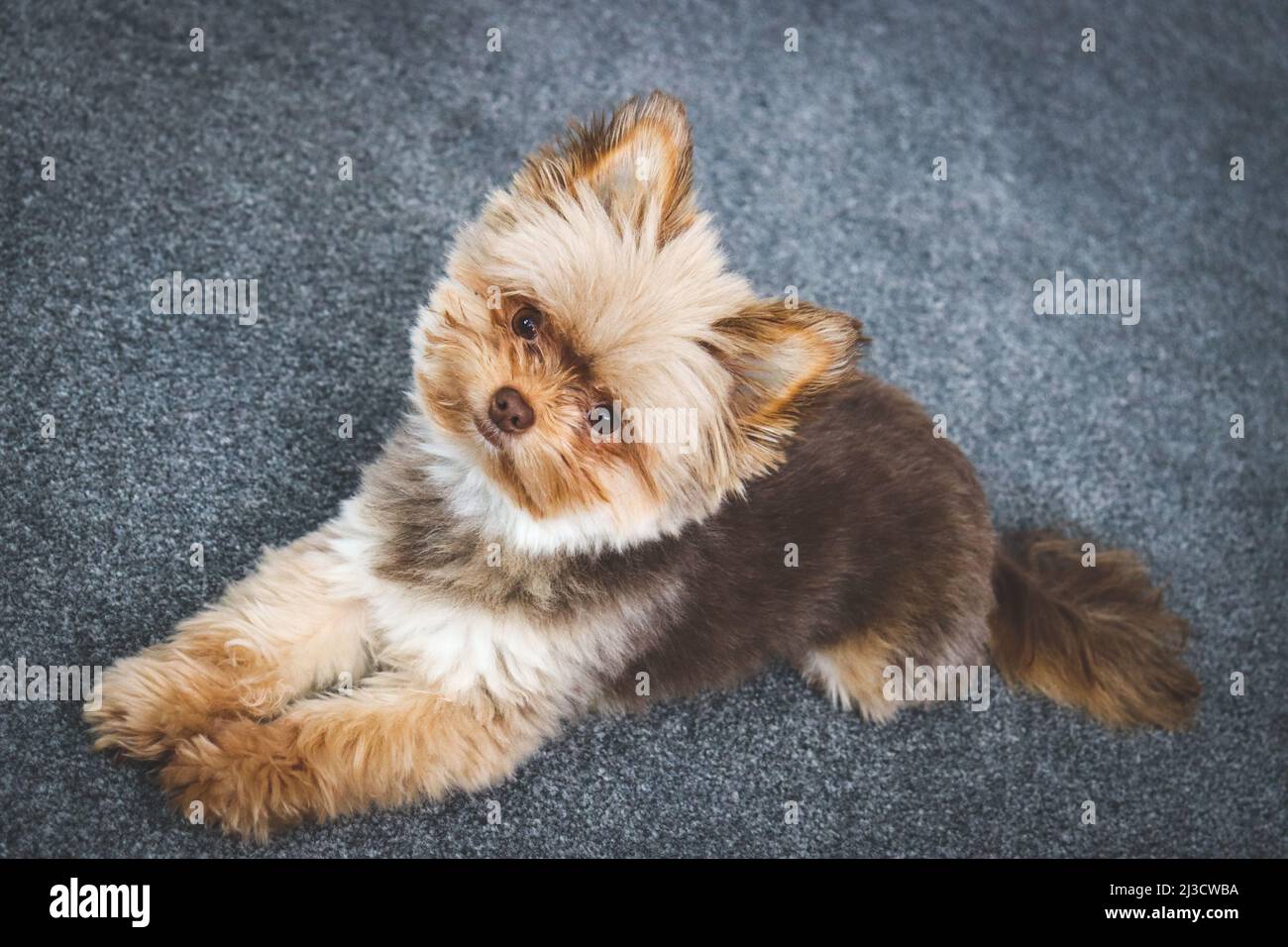 Netter kleiner flauschiger Schokoladenhund, der in die Kamera schaut Stockfoto