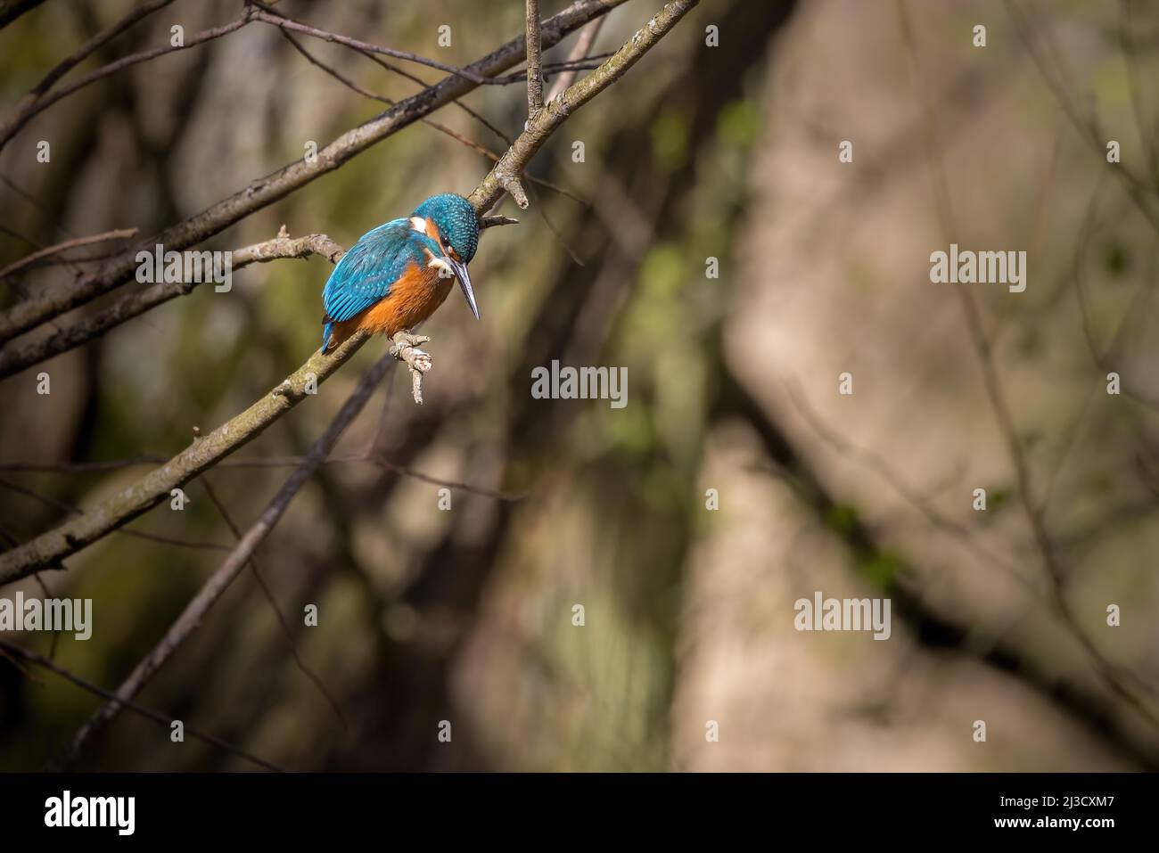 Männlicher Eisvögel (Alcedo atthis), der auf einem Ast steht, auf der Suche nach Fischen - mit Kopierraum Stockfoto