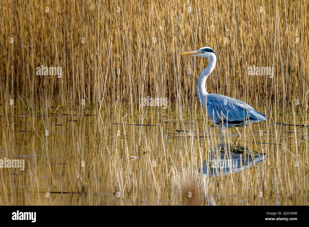Graureiher (Ardea cinerea), Erwachsener, der am Wasserrand steht und von goldenem Schilf umgeben ist Stockfoto