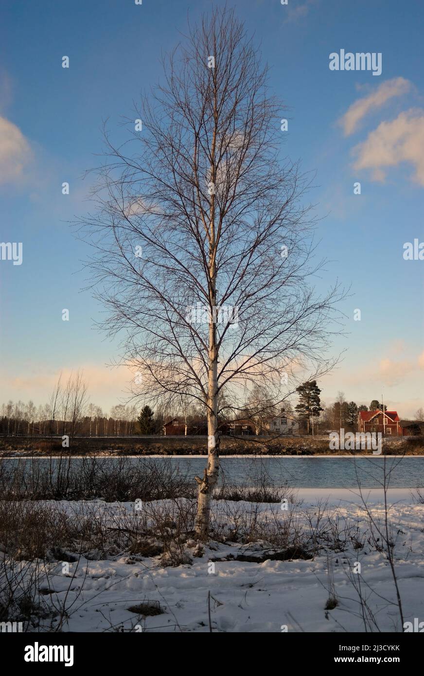 Ein großer und einsamer Baum Stockfoto