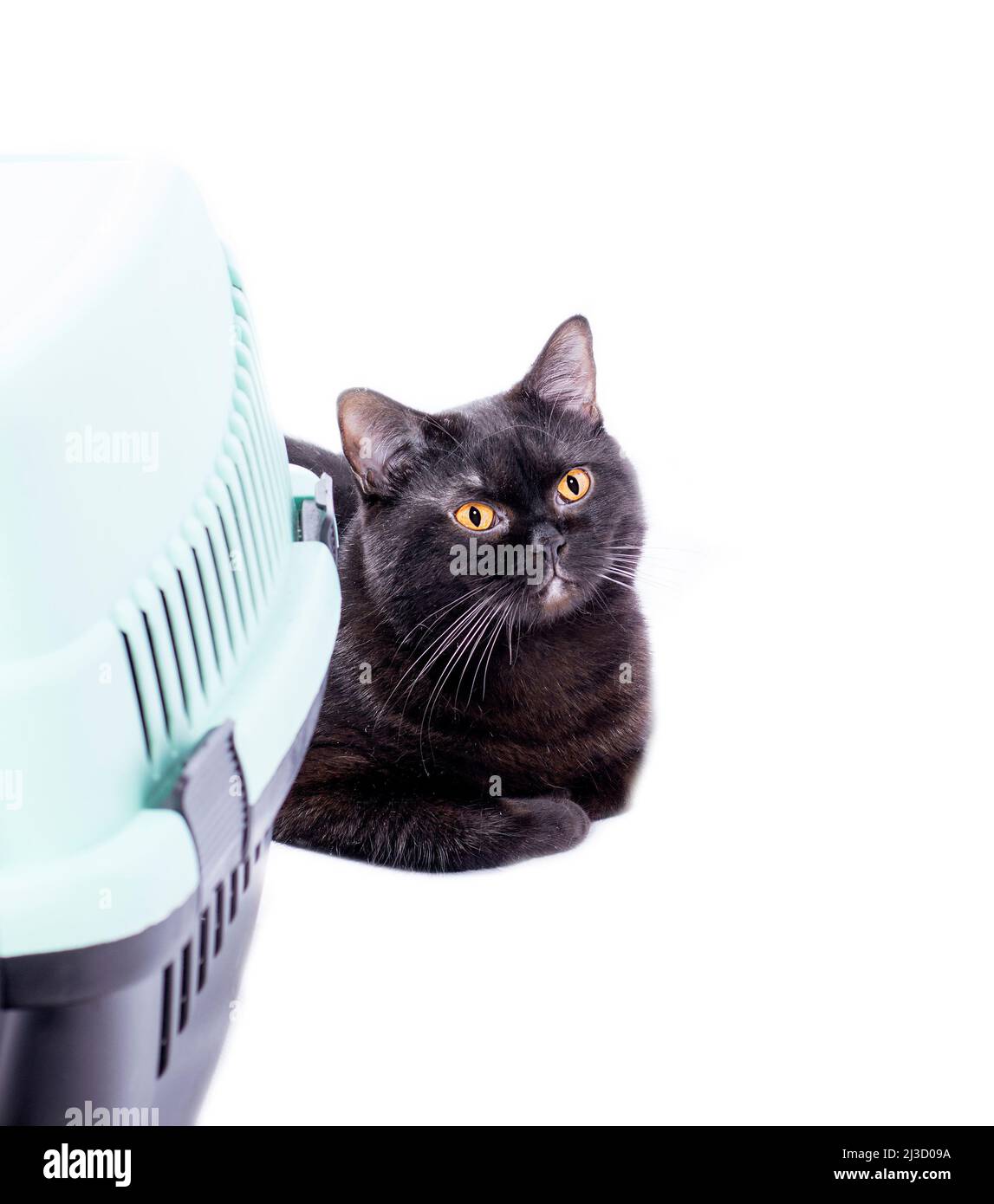 Schottische schwarze Katze liegt neben einem Katzenträger, isoliertes Bild, schöne Hauskatzen, Katzen im Haus, Haustiere, ein Ausflug zum Tierarzt, ein Ausflug mit einer Ani Stockfoto