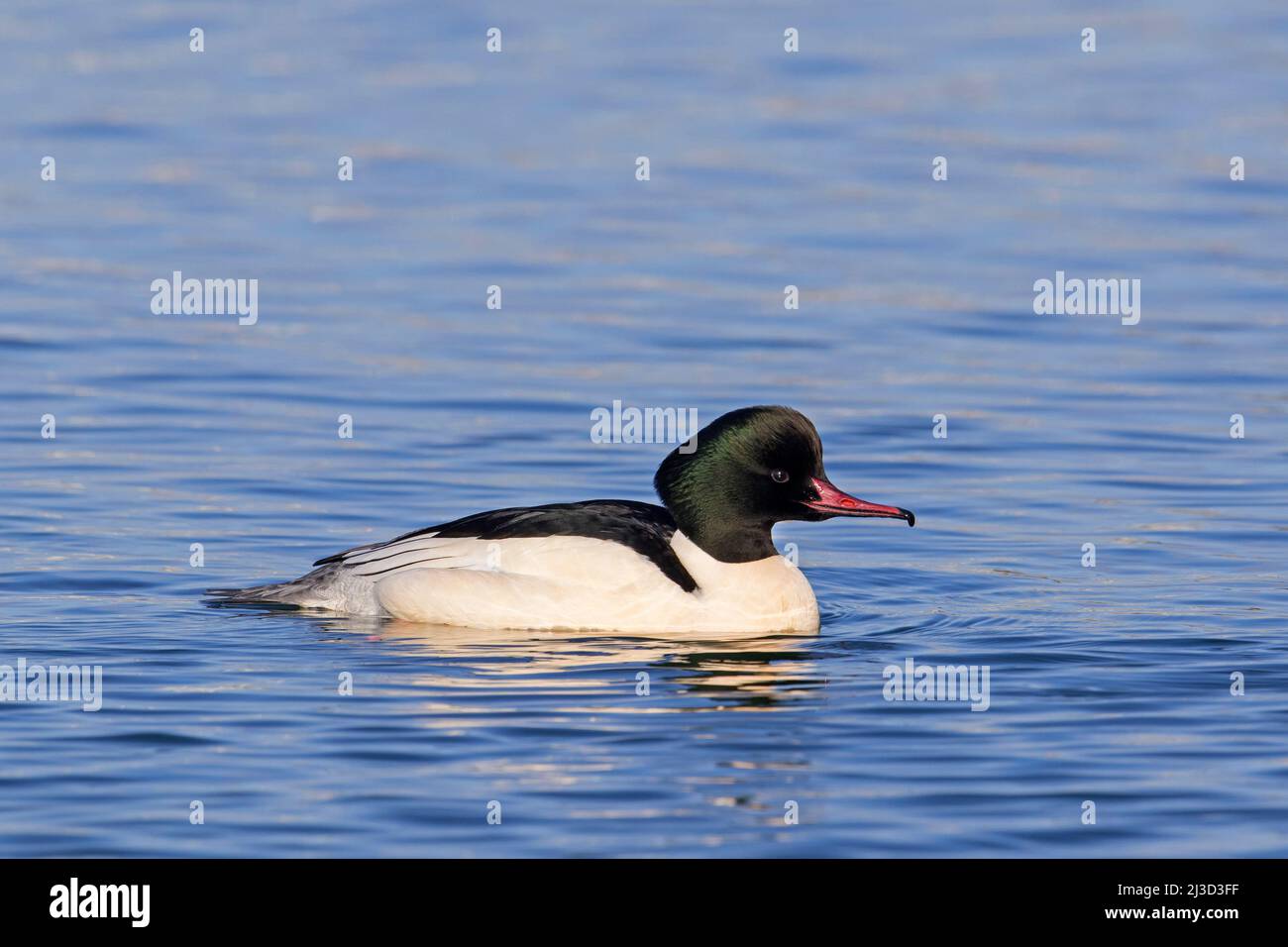 Gewöhnlicher Merganser / Gänsestiefer (Mergus merganser merganser) Männchen / drake im Brutgefieder, der im Winter im See schwimmt Stockfoto