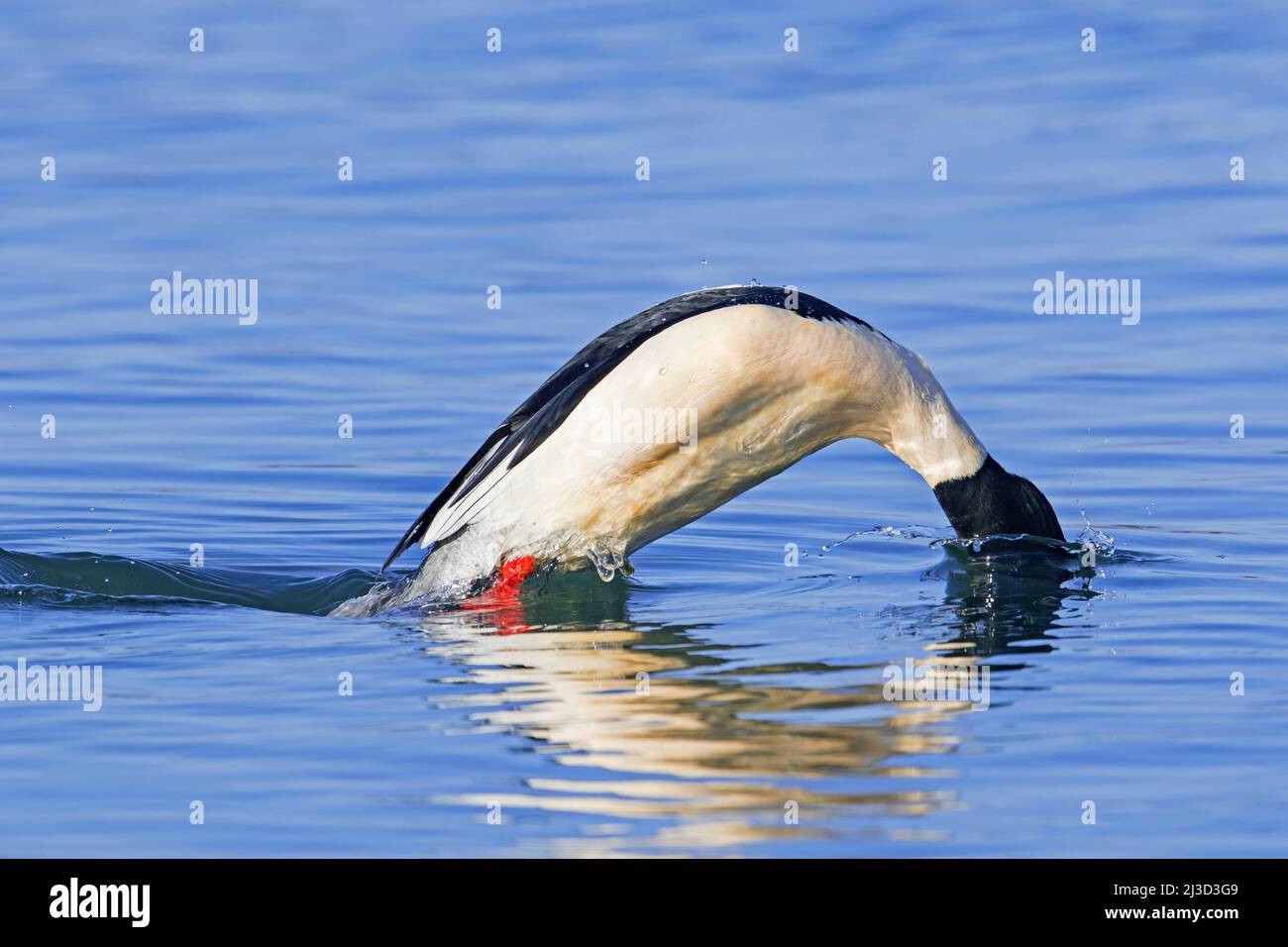 Gewöhnlicher Merganser / Gänseander (Mergus merganser merganser) Männchen / drake im Zuchtgefieder, der im Winter in Wasser taucht Stockfoto