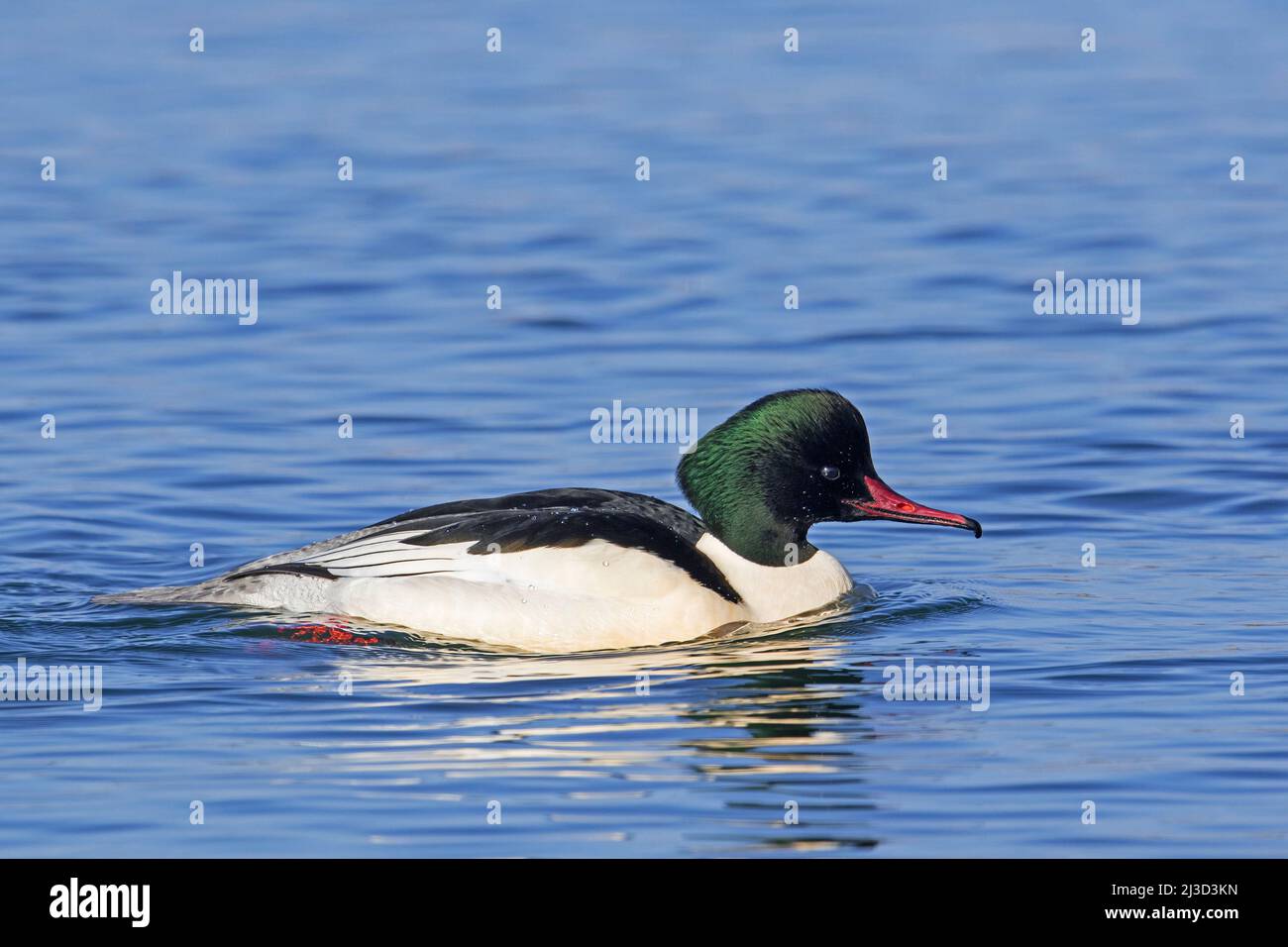 Gewöhnlicher Merganser / Gänsestiefer (Mergus merganser merganser) Männchen / drake im Brutgefieder, der im Winter im See schwimmt Stockfoto