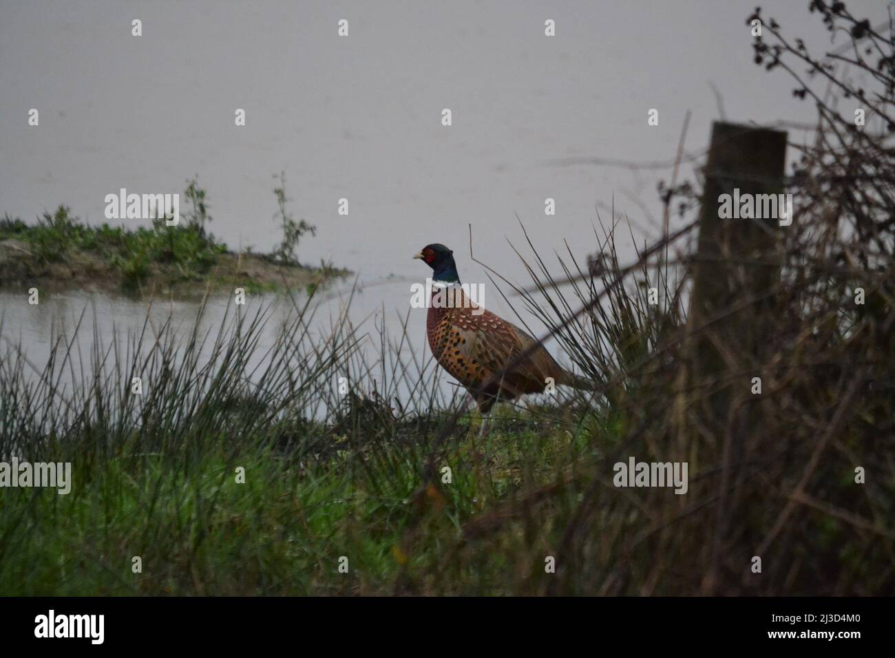 Erwachsene Fasan am Wasser - Phasianus colchicus - Phasianidae Familie - Ein Wildwildvögel - Filey Dämme - Yorkshire UK Stockfoto