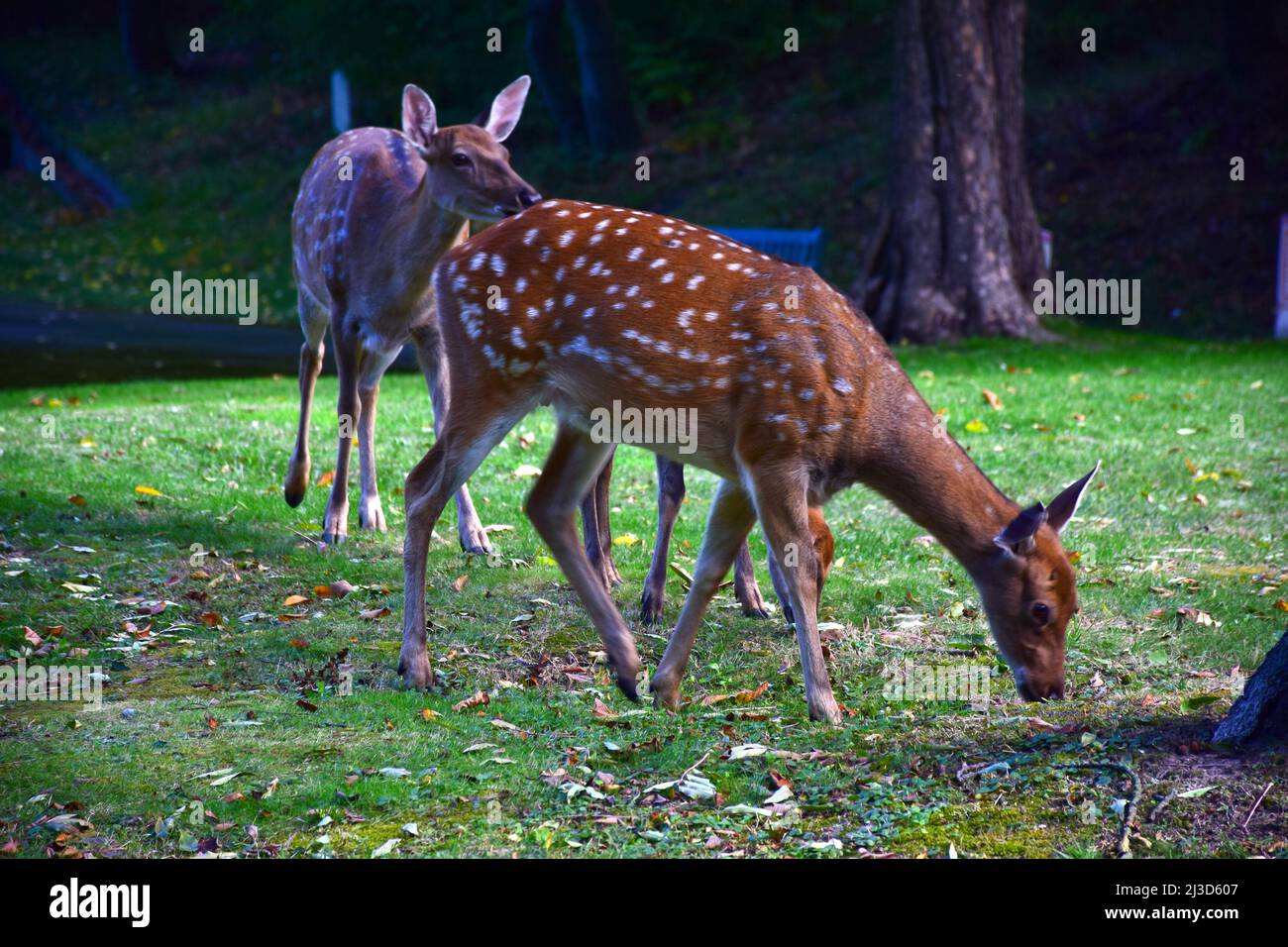 Drei junge sika-Hirsche grasen im Herbstwald und fressen grünes Gras Stockfoto