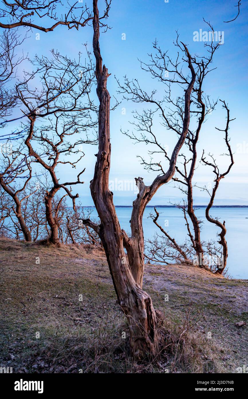 Ein Blick auf einen toten Baum in der Nähe der Küste von Hittarp nördlich von Helsingborg in Schweden Stockfoto