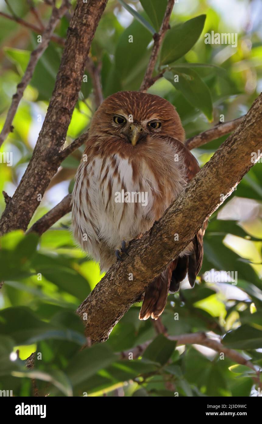 Ferruginöser Zwergkauz (Glaucidium brasilianum ridgwayi), Erwachsener, der auf einem Zweig in San Jose, Costa Rica, thront März Stockfoto