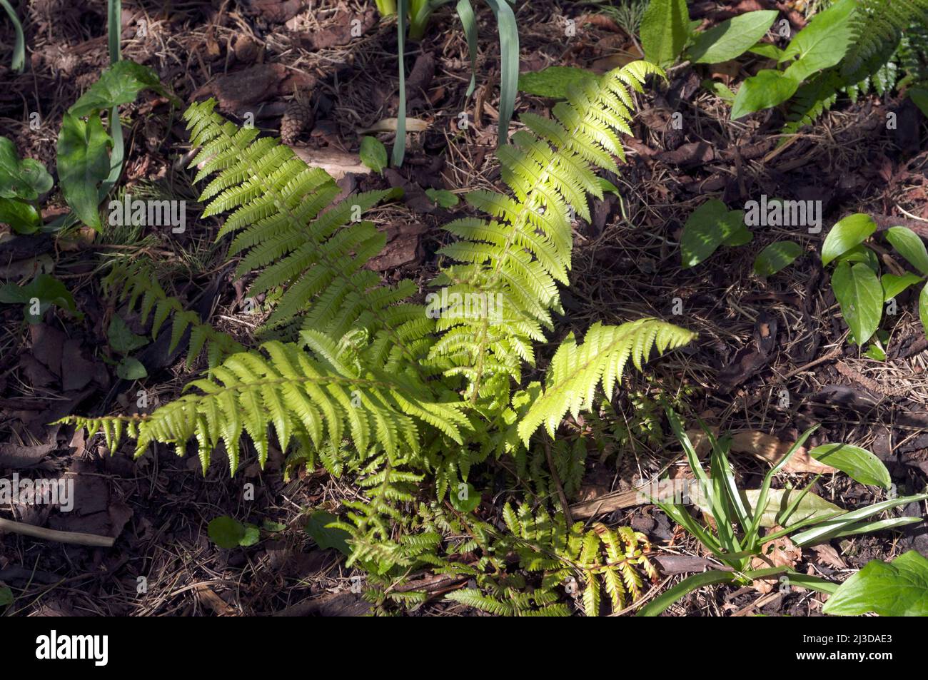 Farnpflanze (Dryopteris filix-MAS). Vom März/April 2022 Stockfoto