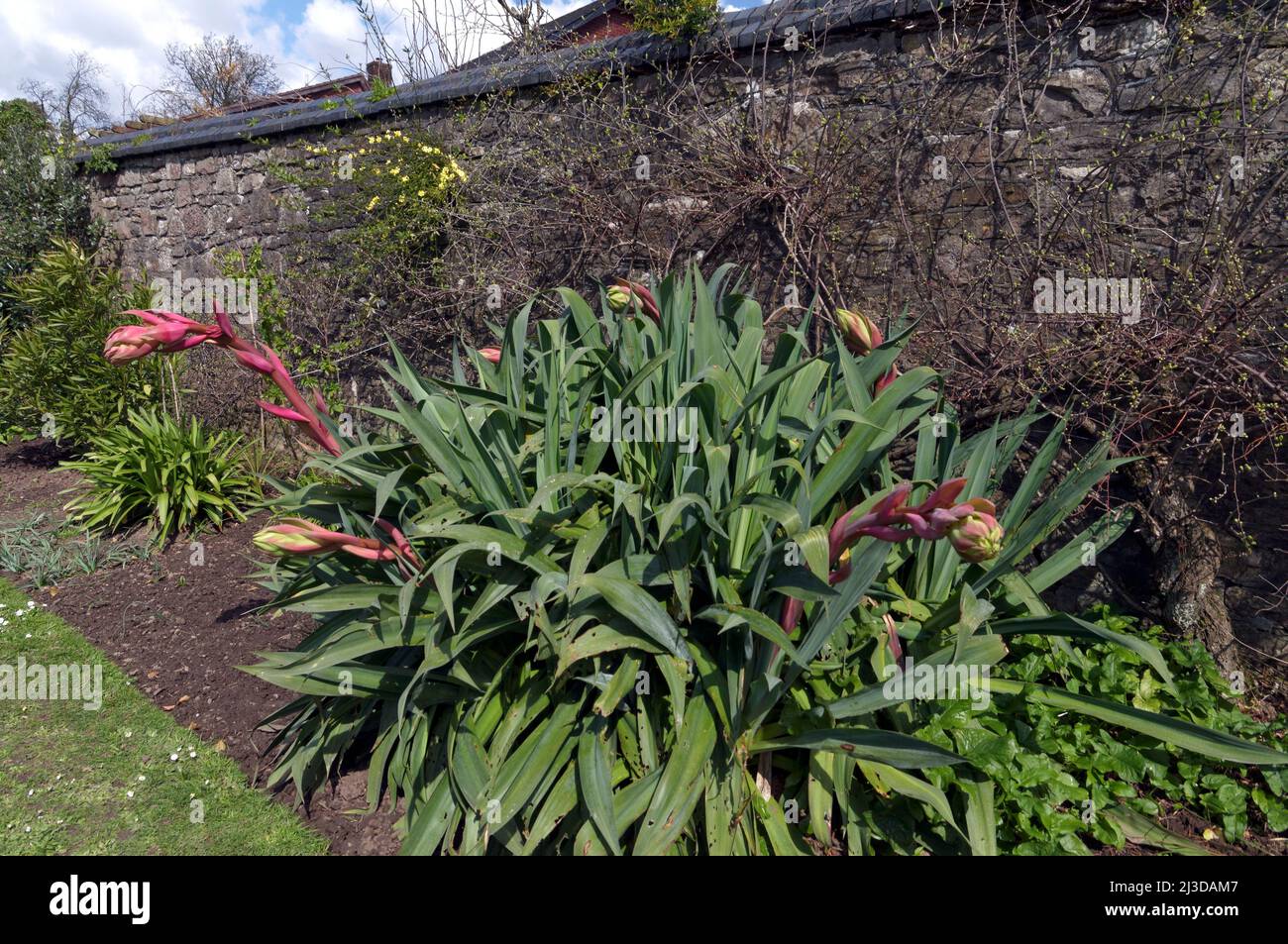 Seltsam aussehende Pflanze im Insole Court Acer Garden - Yucca - Beschorneria yuccoides. Frühjahr 2022 Stockfoto