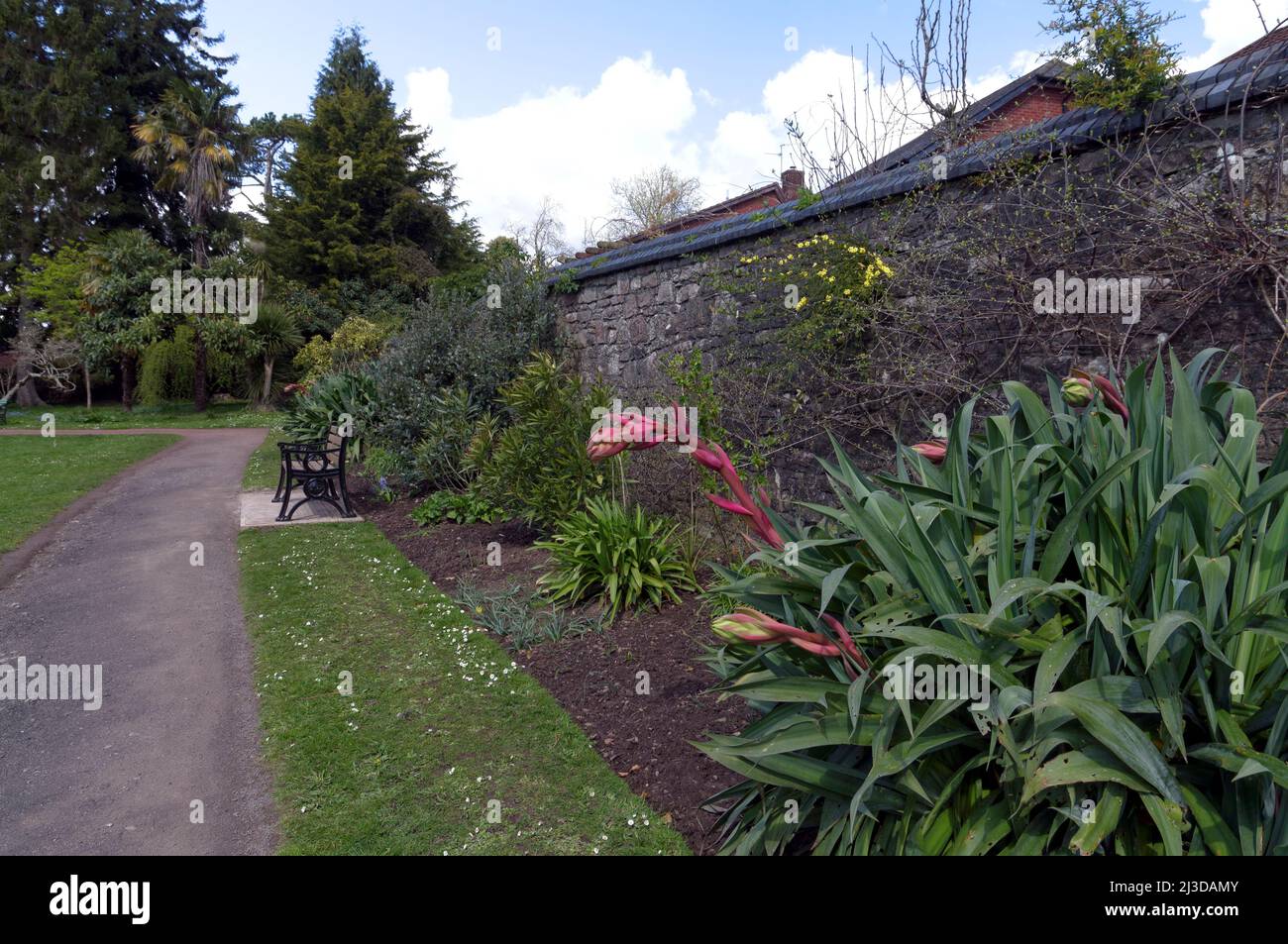 Seltsam aussehende Pflanze im Insole Court Acer Garden - Yucca - Beschorneria yuccoides. Frühjahr 2022 Stockfoto