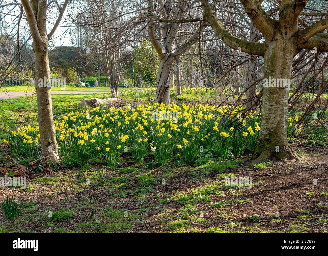 Tulipa wächst im Figgate Park, Edinburgh, Schottland, Großbritannien Stockfoto